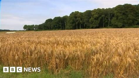 Battle Of Mametz Wood Scene Revisited 100 Years On Bbc News