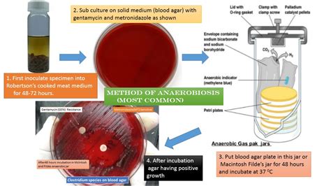 Anaerobiosis Methods Introduction Various Types And Their Uses In
