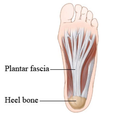 A Simple Runners Guide To Foot Anatomy Runnerclick