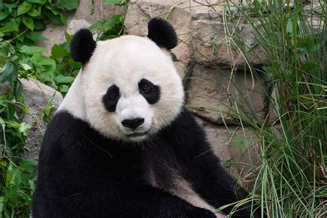 Week Old Giant Panda Cub Born At The National Zoo Dies