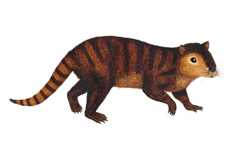 Small Furry Mammal Species Discovered That Outlasted The Dinosaurs