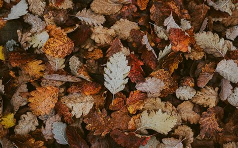 Download Wallpaper 3840x2400 Leaves Dry Fallen Autumn Foliage 4k