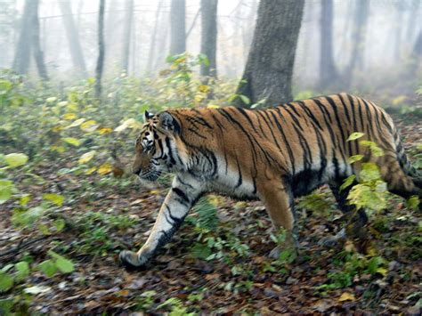 Amur Tiger Species Wwf