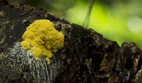 I suspect that it is a type of slime mold, but haven't been able to look it up yet. Yellow Fungus by Danimatie on DeviantArt