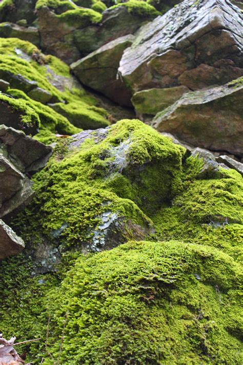 Moss On The Rocks Rpics