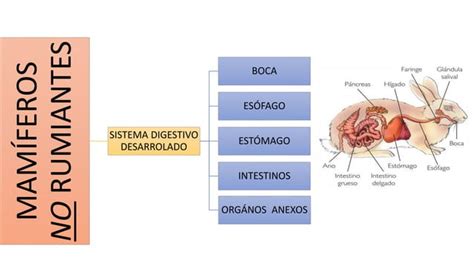 Sistema Digestivo De Mamíferos No Rumiantes