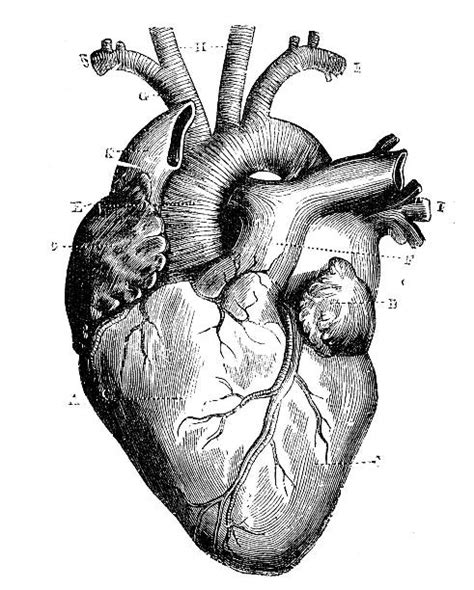 Anatomical Heart Illustrations Royalty Free Vector Graphics And Clip Art