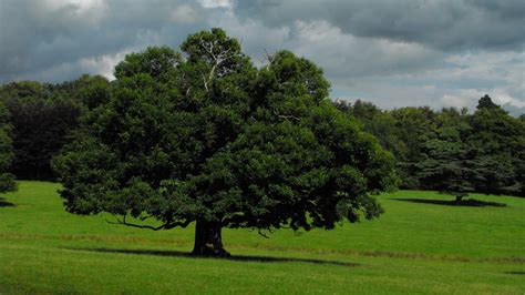 Download Nature Oak Tree Hd Wallpaper