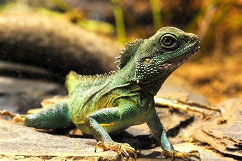 Chinese Water Dragon Care Information Arbor View Animal Hospital