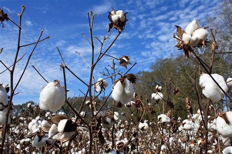 Southern Lagniappe: In Search of a Cotton Patch
