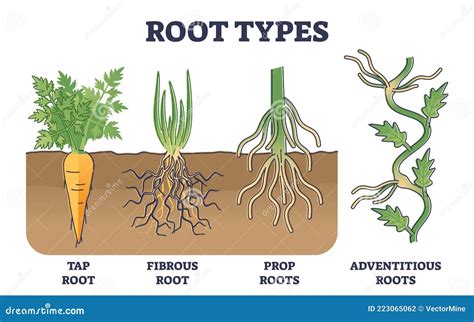 Root Types Examples In Soil From Side View In Biological Outline