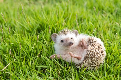 5 Facts About Hedgehogs Azpetvet