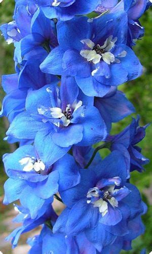 Delphinium Blue Bird Seeds Larkspur X Cultorum