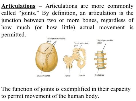 Articulation Definition Anatomy Articulation Anatomy And Physiology