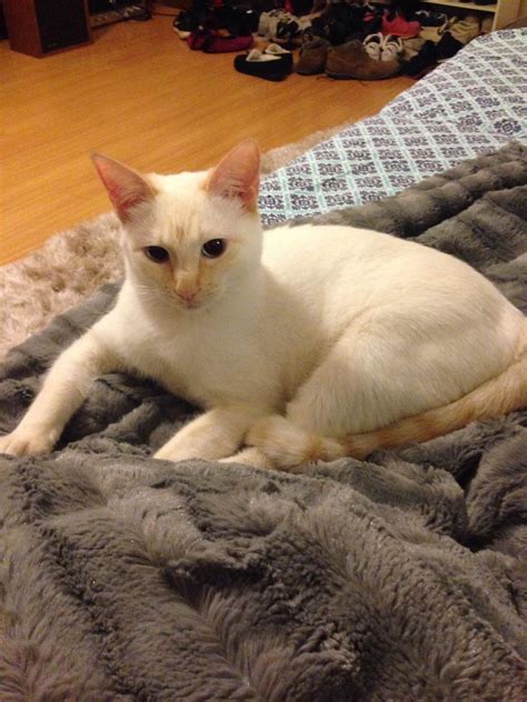Beautiful Apricot Or Red Point Siamese Kats Siamese Cats Siberian