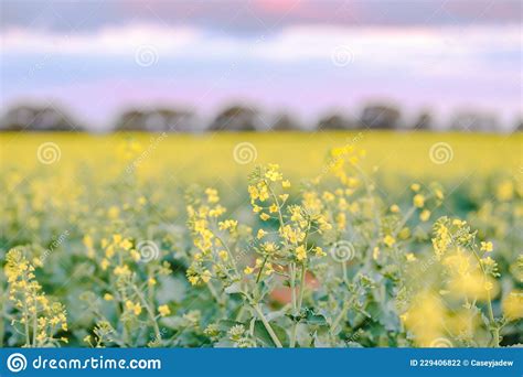 Canola Field In Full Bloom Under Pink Sunset Sky Stock Photo Image Of