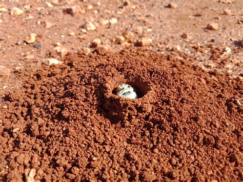 ‘teddy Bear Bees Emerge From Burrows In Their Thousands Australian