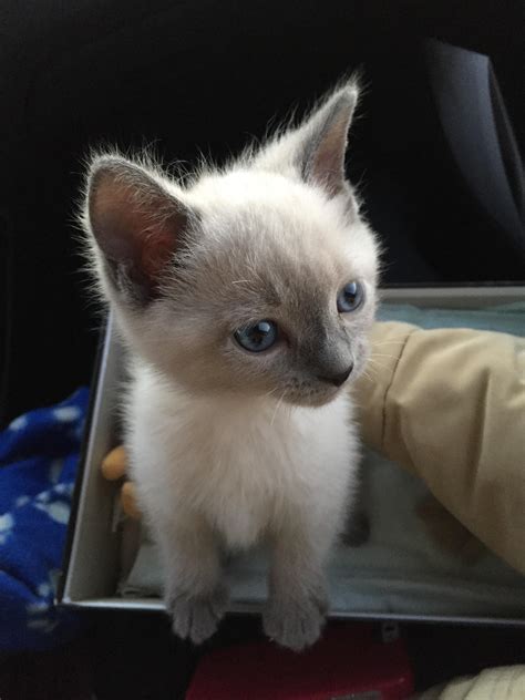 Siamese Cats Blue Point