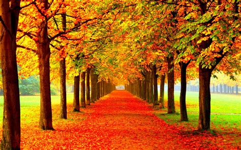 Autumn Fall Season Nature Landscape Leaf Leaves Color Seasons Tree Forest Wallpaper 1920x1200