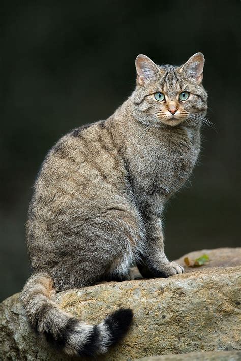 Wildcat Wikipedia