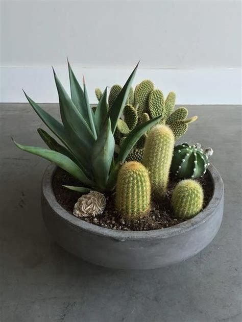 35 Lovely Small Cactus Ideas For Indoor Cacti And Succulents