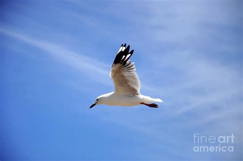 White Seagull Bird With Black Tipped Wings Photograph By Milleflore Images
