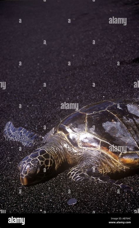 Hawaiian Green Sea Turtle Chelonia Mydas At Punaluu Black Sand Beach