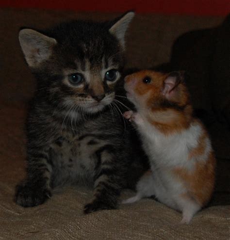 Kitten And Hamster By Ooori On Deviantart