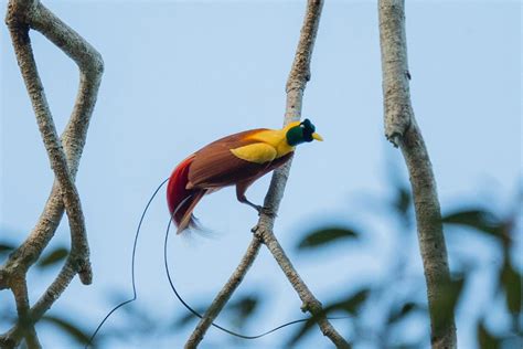 Where To Find Red Birds Of Paradise In Raja Ampat Papua Paradise