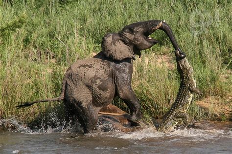 Crocodile Bites Elephants Trunk Pics Youtube