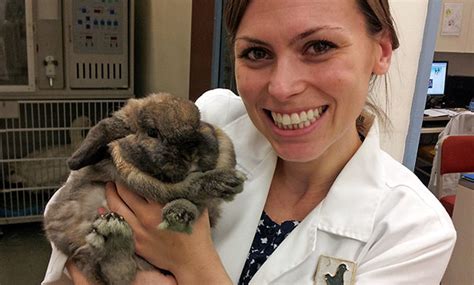 Dental Problems In Pet Rabbits Veterinary Medicine At Illinois