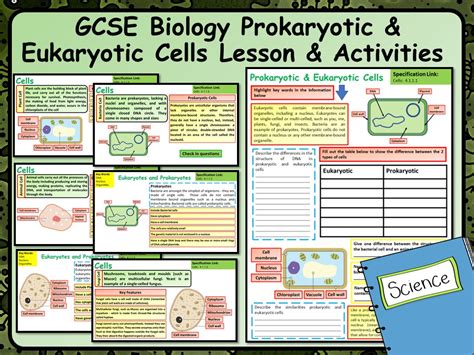 We did not find results for: KS4 AQA GCSE Biology (Science) Eukaryotes & Prokaryotes ...