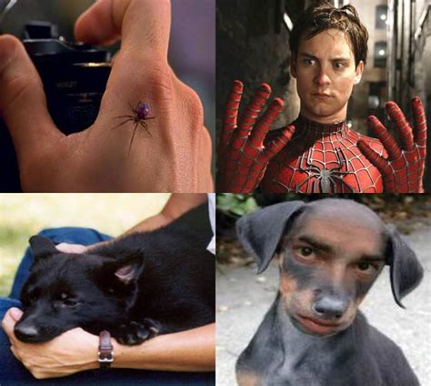 Spider Bite Vs Dog Bite Animals
