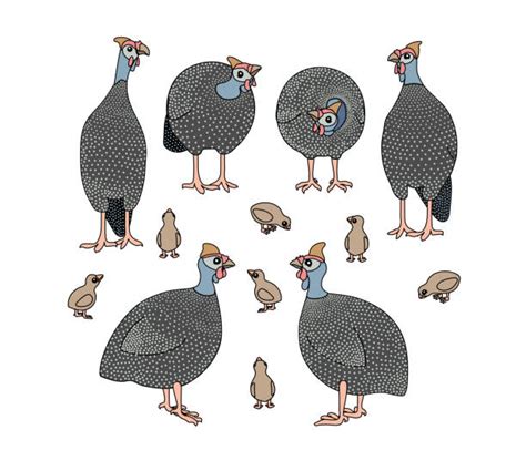 Guinea Fowl Illustrations Royalty Free Vector Graphics And Clip Art Istock