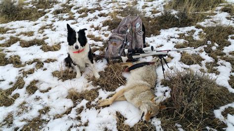 Six Secret Tips Of Top Coyote And Predator Grand View Outdoors