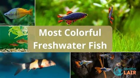 Top 10 Most Colorful Freshwater Fish For Your Freshwater Aquarium