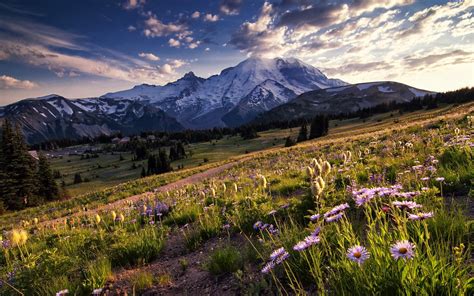 Pink Flowers With Green Leaves Landscape Nature Flowers Mountains