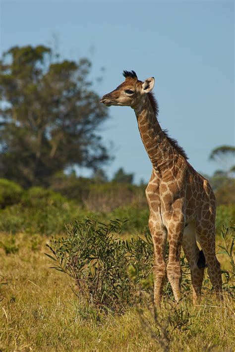 Giraffes Elegance An Intriguing Look At The Tallest Land Mammals
