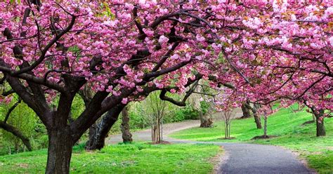 Bunga sakura memang tak hanya terdapat di negara jepang. 3 Tempat Melihat Bunga Sakura Di Jepang - Tour Vietnam