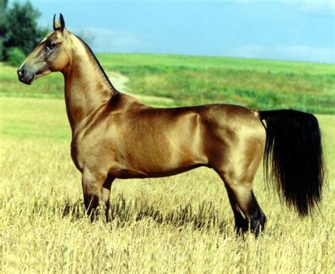 Turkish Horse Akhal Teke Akhal Teke Horse Breeds Most Beautiful