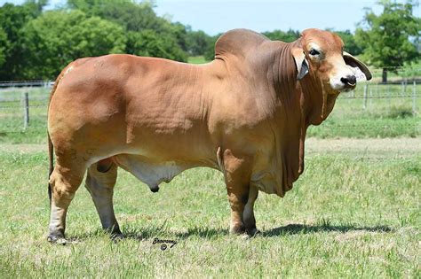 The Best Brahman Cattle For Sale In Texas Are Now In Texas Moreno Ranches