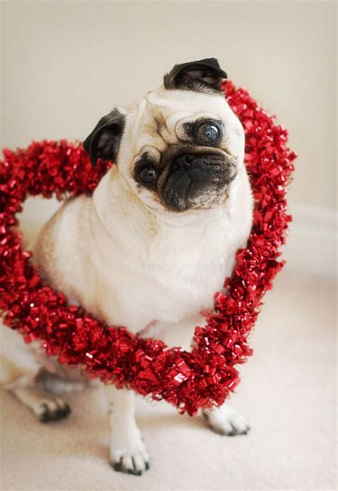 20 Most Cutest Valentines Day Dogs Homemydesign