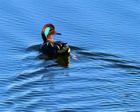 Green Winged Teal Duck Swims Away On Blue Pond Photograph By Steve