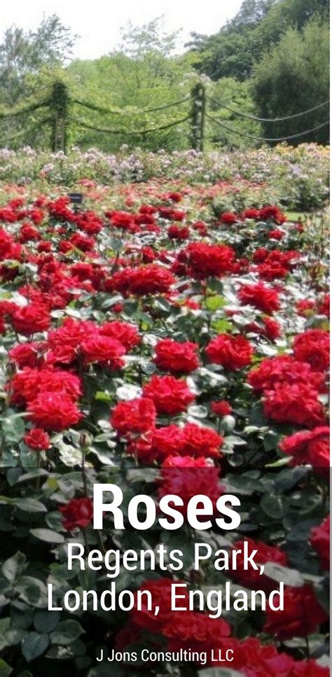 This Video Illustrates Londons Largest Rose Garden Called “queen Mary
