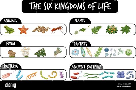 The Six Kingdoms Of Life Illustration Stock Vector Image And Art Alamy