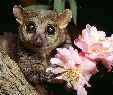 Heres The Scoop Why Are Ugly Animals With Big Eyes So