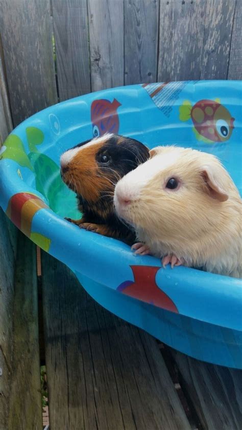 Pin On Guinea Pig Cages
