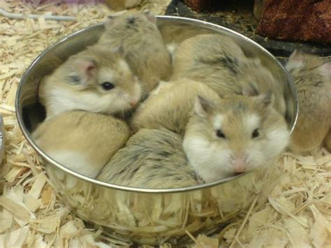 Beautifull Hot Wallpapers Pictures Of Hamsters At Petsmart