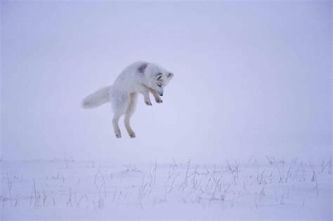 Arctic Fox Facts Vulpes Lagopus
