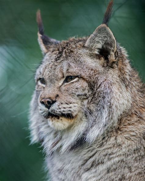 Natural Encounters Photography By Ben Williams Siberian Lynx